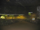 PICTURES/Bonne Terre Mine/t_Plants In Cave.JPG